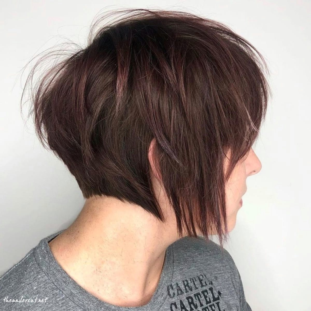 short and shaggy pixie bob